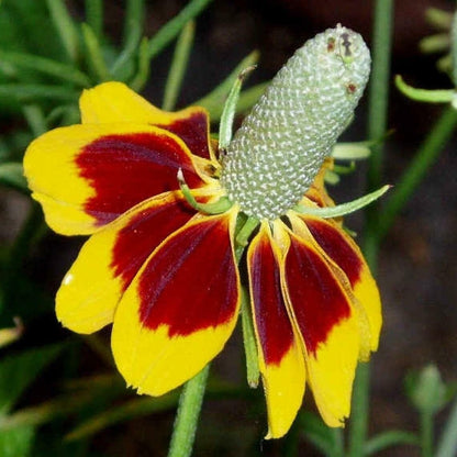 Mexican Hat - 100 Seeds - Drought Tolerant Coneflower Flower - Tampa Home & Garden Store