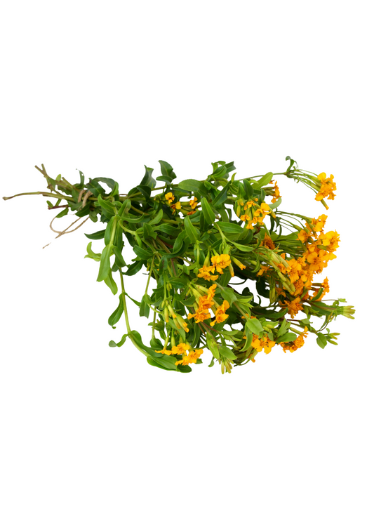 Planta de estragón mexicano (Tagetes lucida)