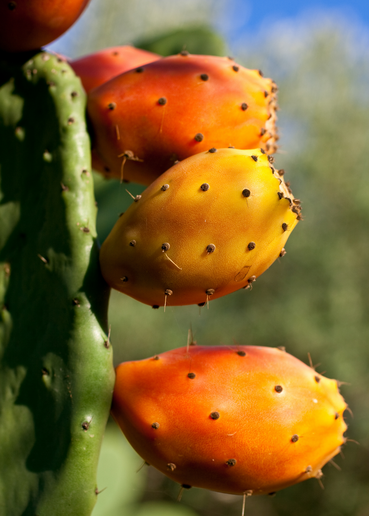 Prickly pear fruiting plant on a green cactus pad; orange-yellow fruits on Tampa Home & Garden Store