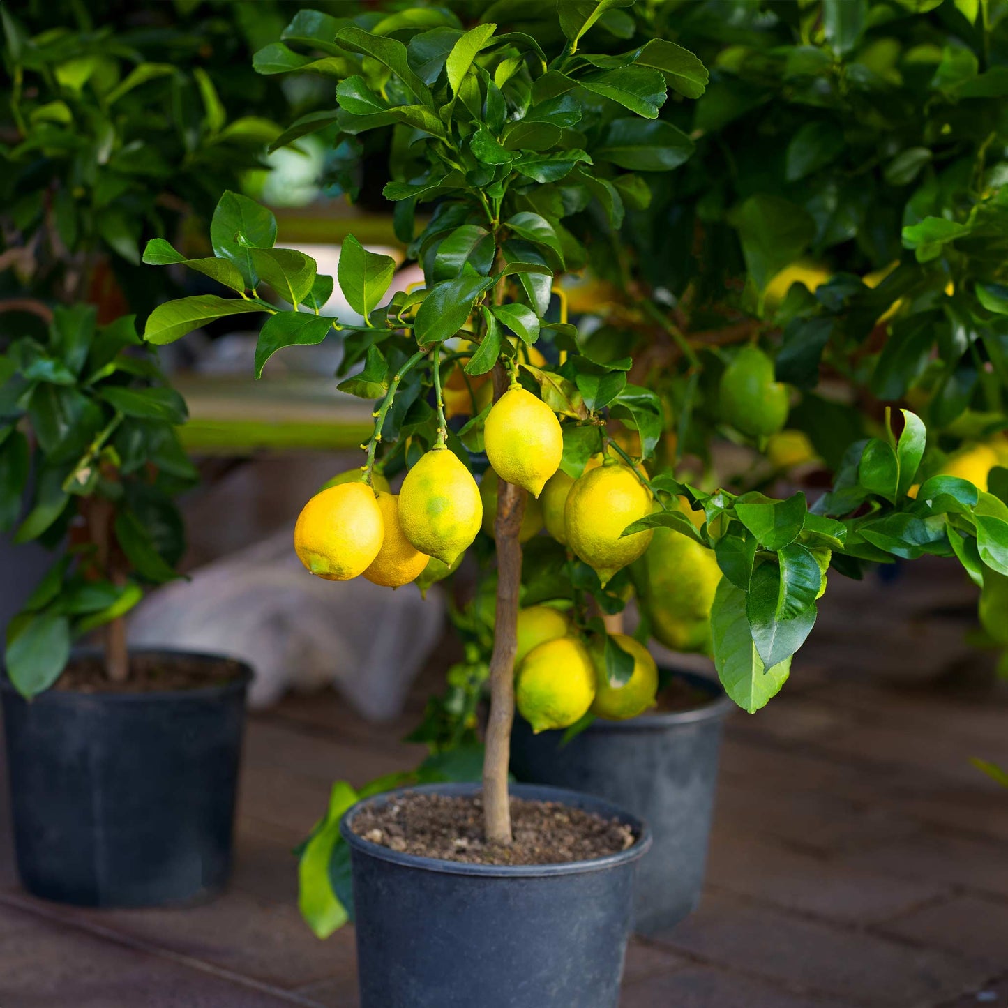 Improved Meyer Lemon Bush plant with yellow lemons and glossy green leaves in a pot on Tampa Home & Garden Store