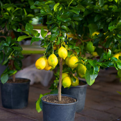 Improved Meyer Lemon Bush plant with yellow lemons and glossy green leaves in a pot on Tampa Home & Garden Store