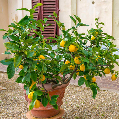 Improved Meyer Lemon Bush plant by Live Good Logistics in pot with leaves and ripe lemons on Tampa Home & Garden Store