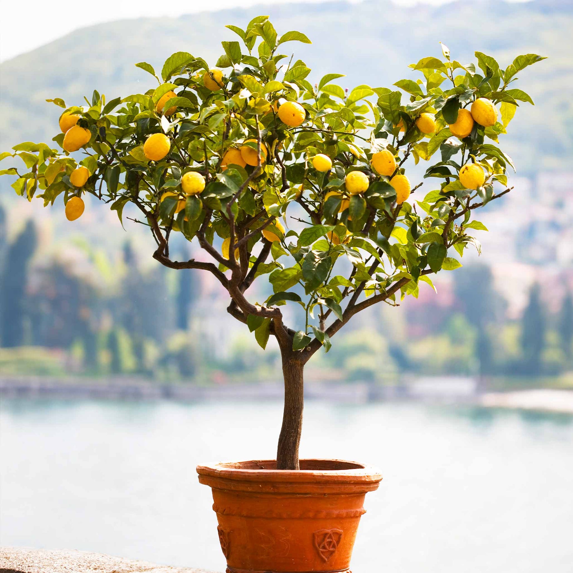 Improved Meyer Lemon Tree in a terracotta pot with yellow lemons and glossy leaves on Tampa Home & Garden Store