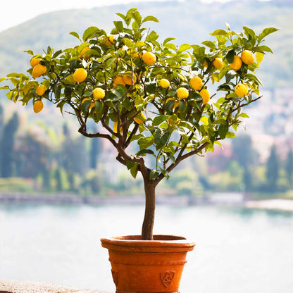 Improved Meyer Lemon Tree in a terracotta pot with yellow lemons and glossy leaves on Tampa Home & Garden Store