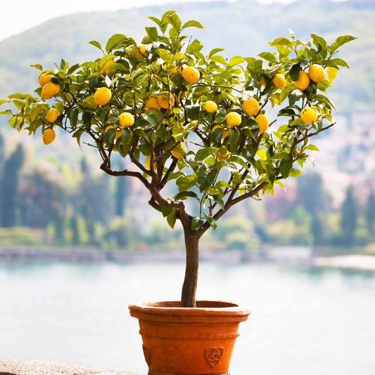 Improved Meyer Lemon Tree (CA) plant with bright yellow lemons in a terracotta pot on Tampa Home & Garden Store