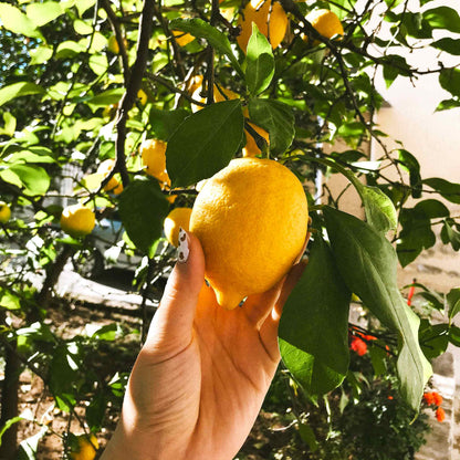 Improved Meyer Lemon Tree (CA) plant from Live Good Logistics with multiple yellow lemons on Tampa Home & Garden Store