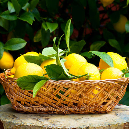 Improved Meyer Lemon Tree plant with ripe yellow lemons in a wicker basket on Tampa Home & Garden Store