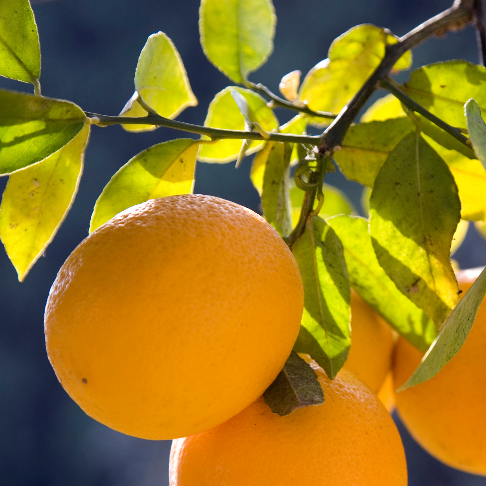 Meyer Lemon Tree (Citrus × meyeri) - Tampa Home & Garden Store