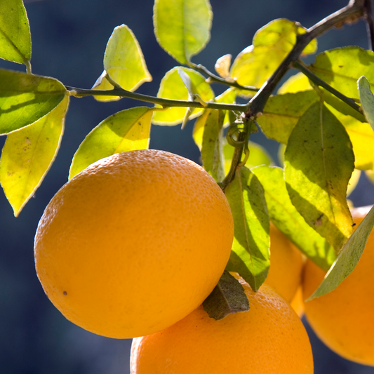 Meyer Lemon Tree (Citrus × meyeri) - Tampa Home & Garden Store