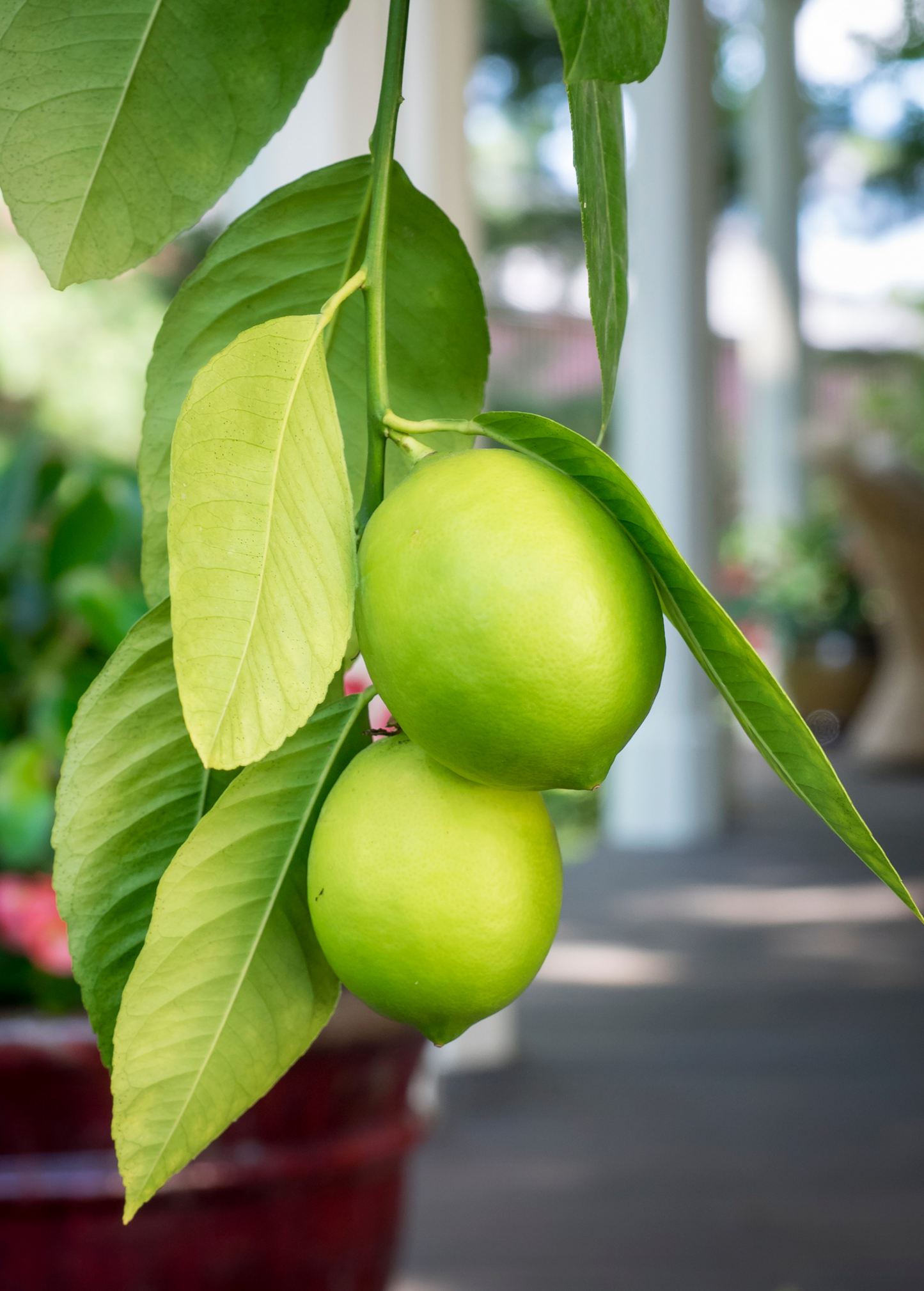 Meyer Lemon Tree (Citrus × meyeri) - Tampa Home & Garden Store