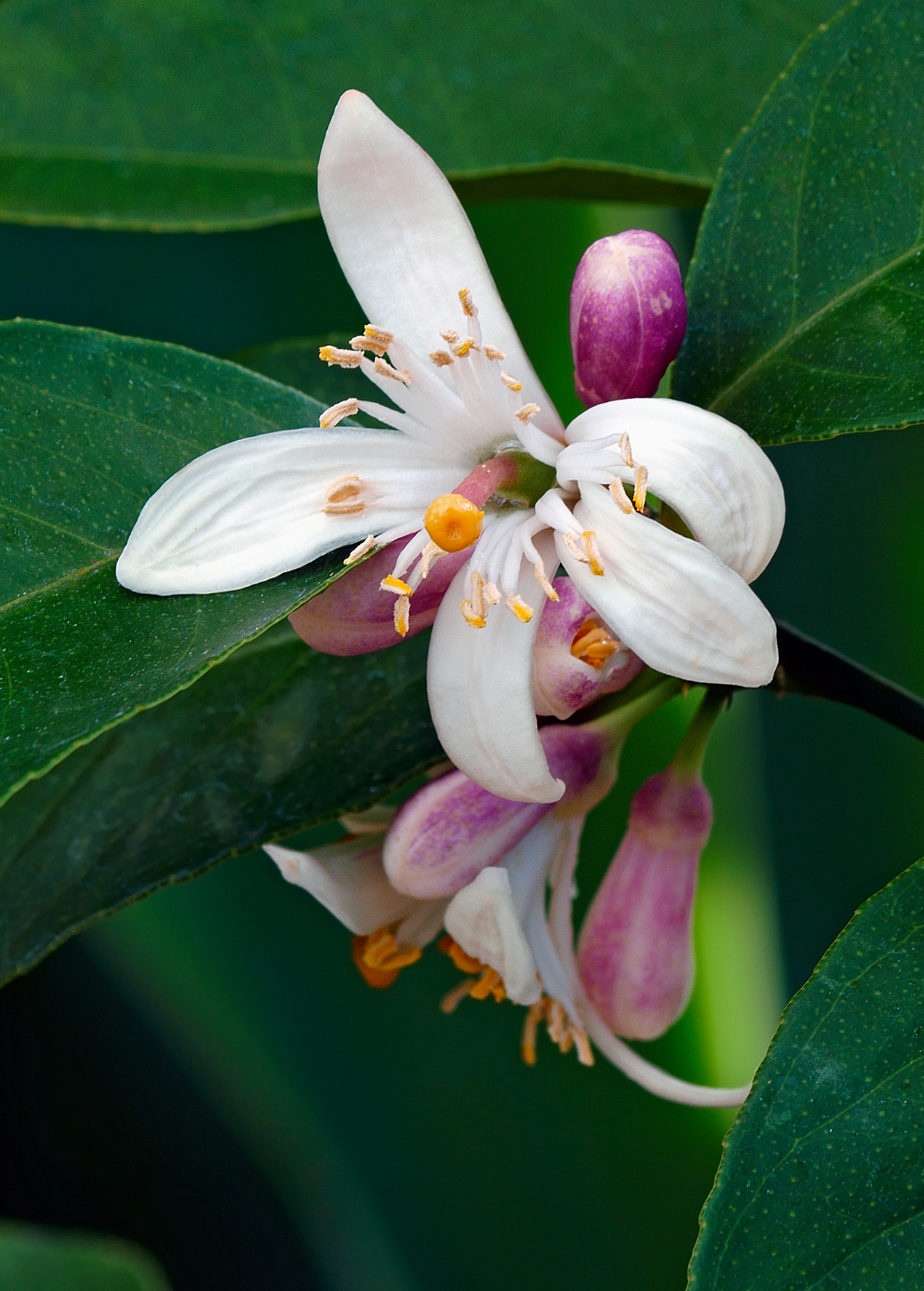 Meyer Lemon Tree (Citrus × meyeri) - Tampa Home & Garden Store