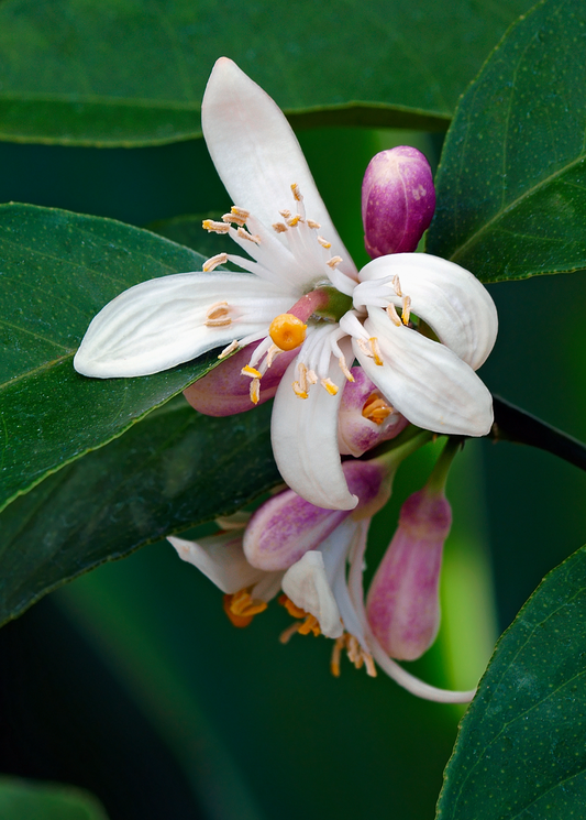 Meyer Lemon Tree (Citrus × meyeri) - Tampa Home & Garden Store