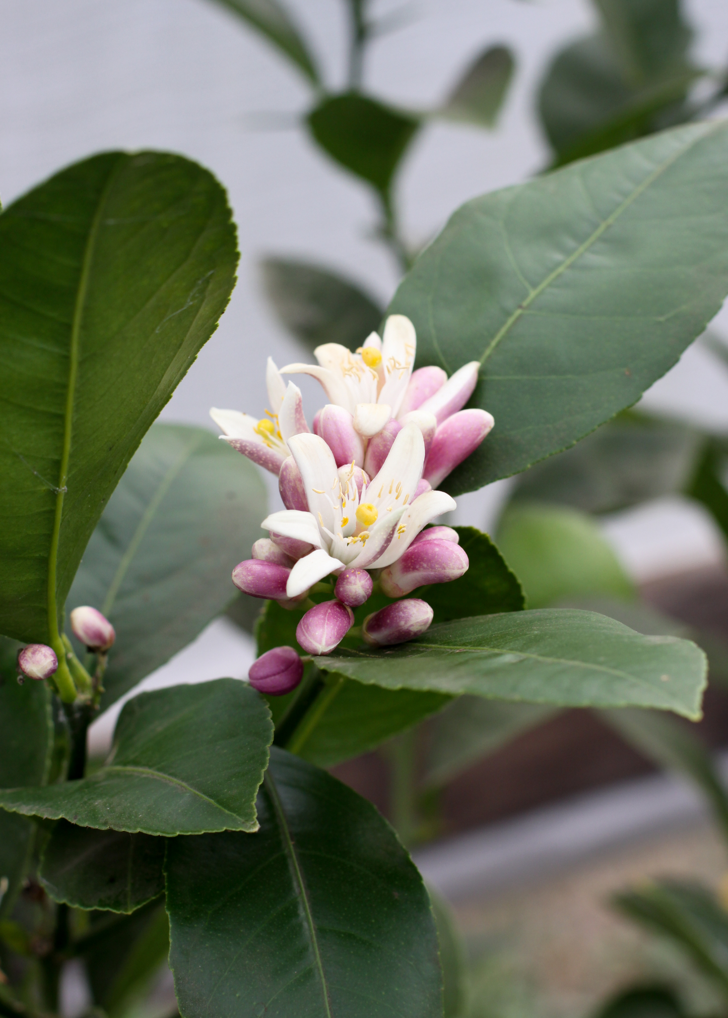Meyer Lemon Tree (Citrus × meyeri) - Tampa Home & Garden Store