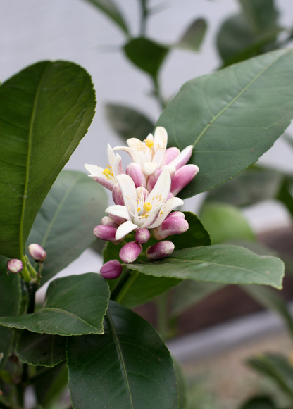 Meyer Lemon Tree (Citrus × meyeri) - Tampa Home & Garden Store