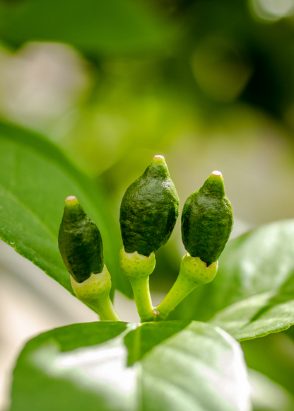 Meyer Lemon Tree (Citrus × meyeri) - Tampa Home & Garden Store