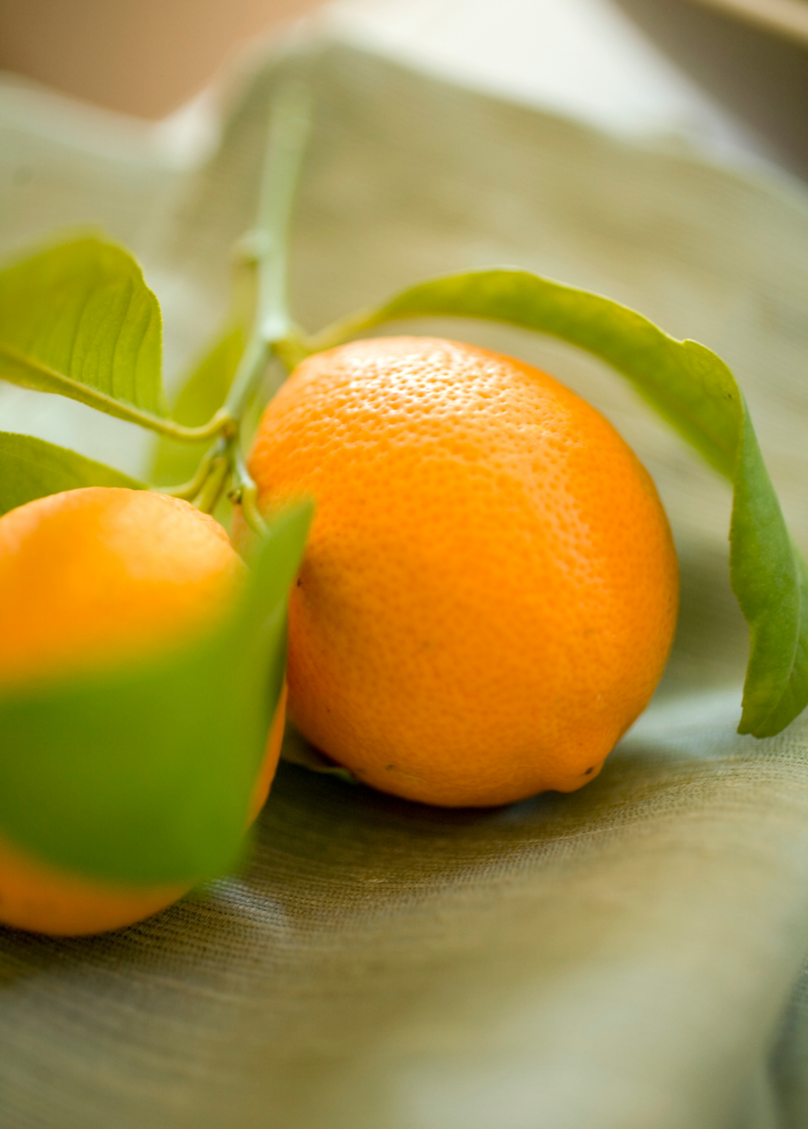 Meyer Lemon Tree (Citrus × meyeri) - Tampa Home & Garden Store