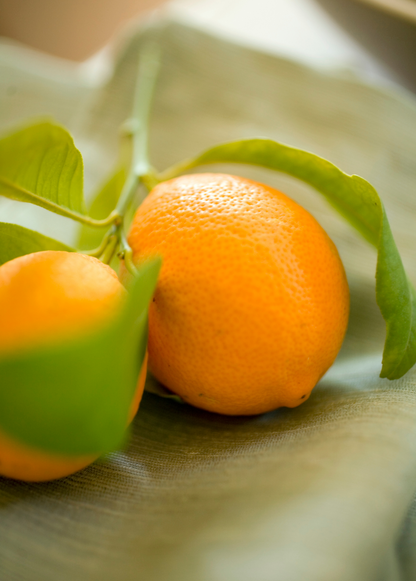 Meyer Lemon Tree (Citrus × meyeri) - Tampa Home & Garden Store