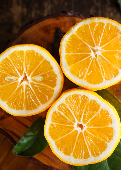 Meyer Lemon Tree (Citrus × meyeri) - Tampa Home & Garden Store