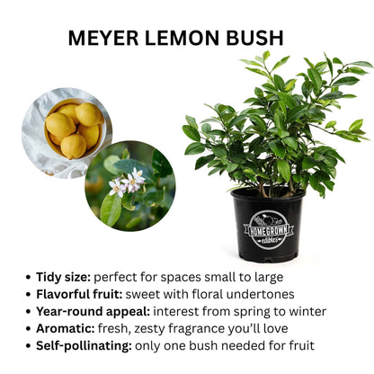 Improved Meyer Lemon Bush plant in a pot with HomeGrown edibles logo Live Good Logistics on Tampa Home & Garden Store