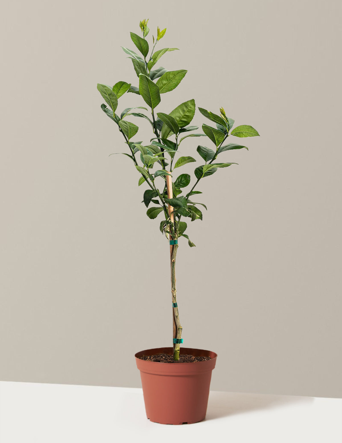 Improved Meyer Lemon Tree plant by Live Good Logistics in a terracotta pot with leaves on Tampa Home & Garden Store