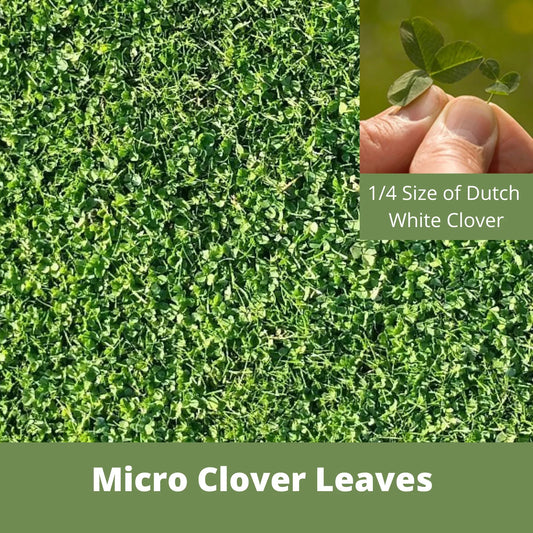 Micro Clover Seed dense green ground cover with a fingertip-held tiny clover seedling in view on Tampa Home & Garden Store