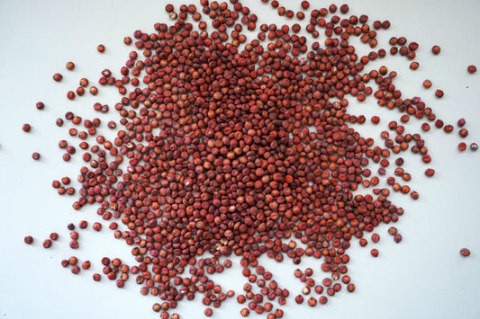 Grain sorghum seeds, red-brown grains scattered on white background on Tampa Home & Garden Store