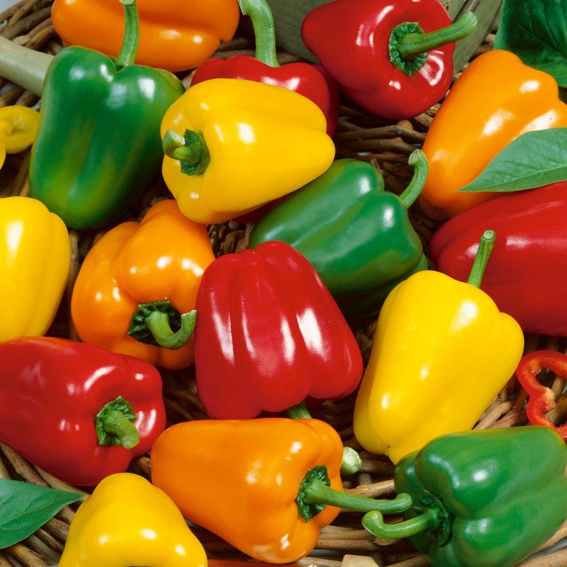 Mini Bell Mix Sweet Pepper Seeds (Organic) - Tampa Home & Garden Store