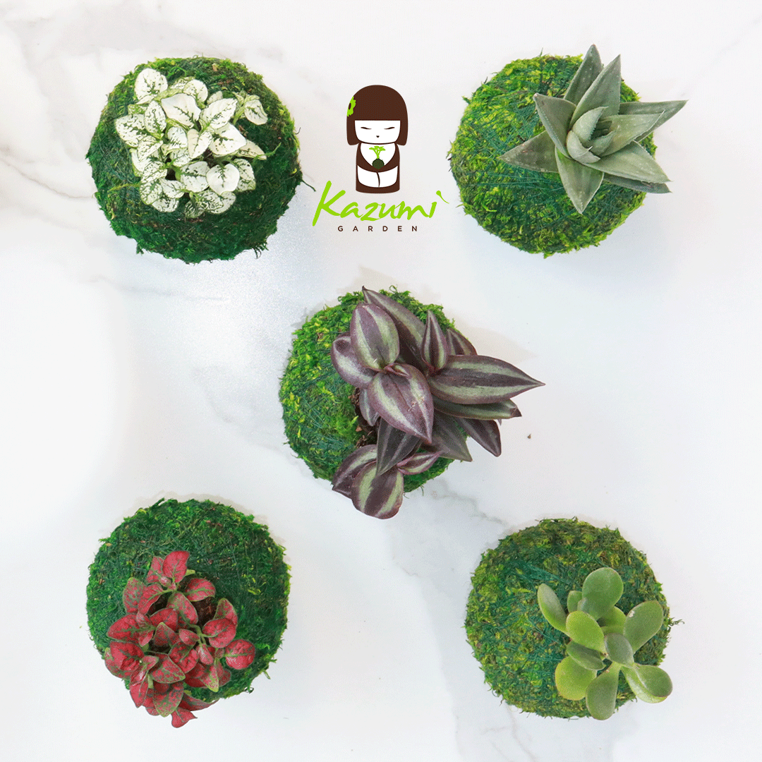 Mini Kokedama | Kokedamas de bola de musgo