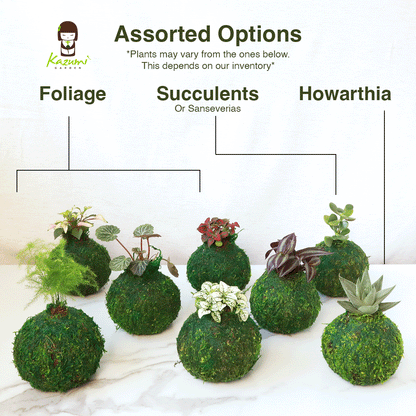 Mini Kokedama | Kokedamas de bola de musgo
