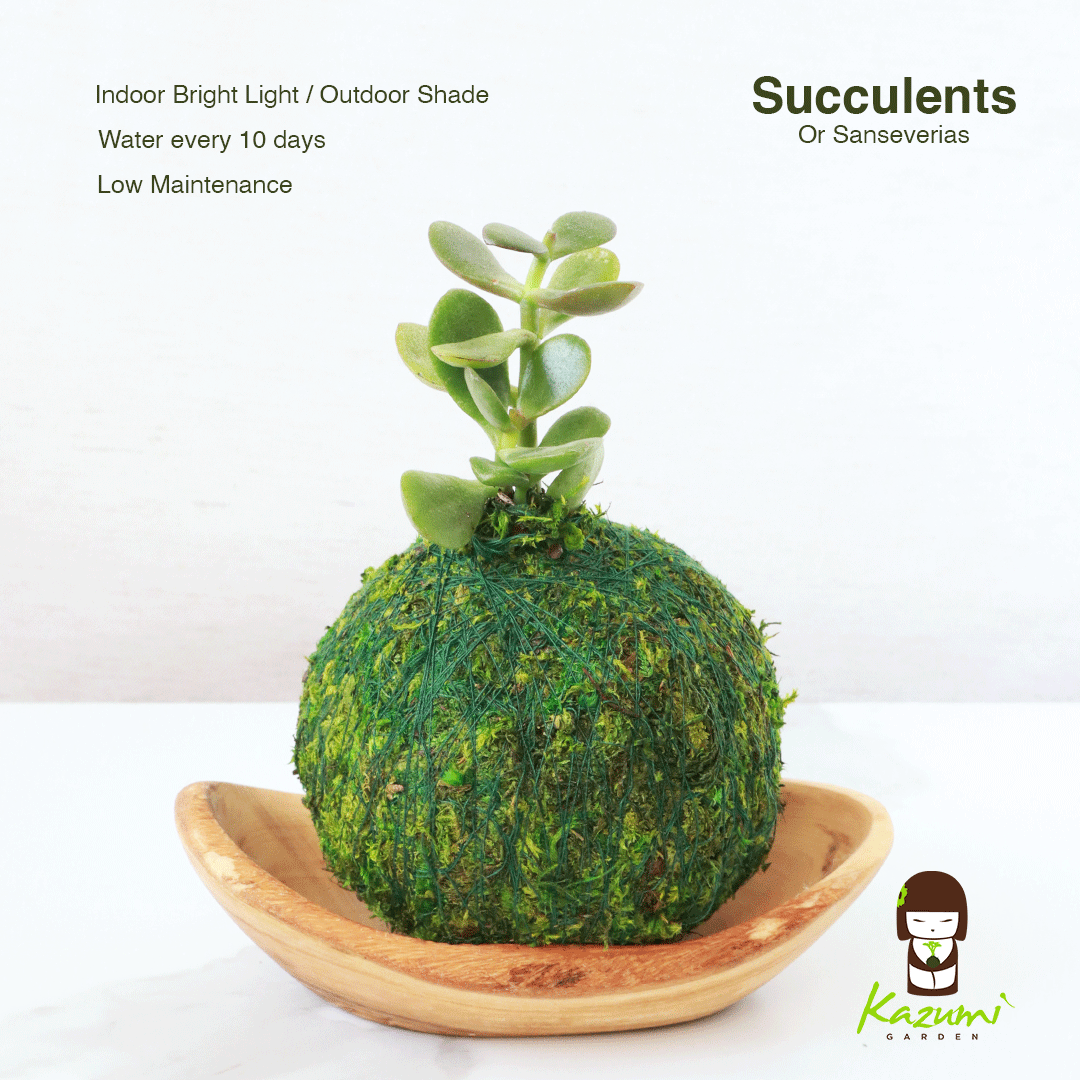 Mini Kokedama | Kokedamas de bola de musgo