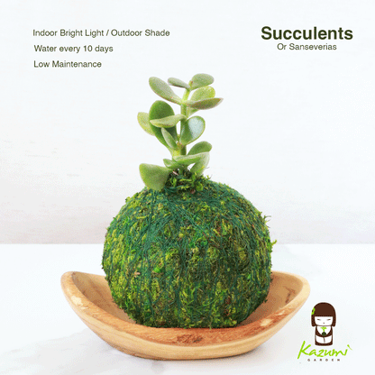 Mini Kokedama | Kokedamas de bola de musgo