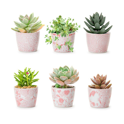 Mini Pink Cachepots - Tampa Home & Garden Store