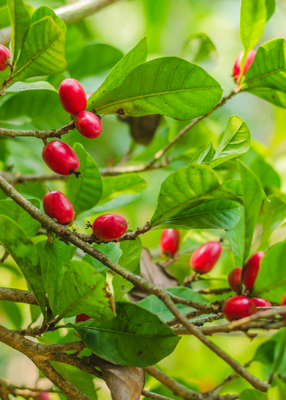 Árbol de la fruta milagrosa (Synsepalum dulcificum)