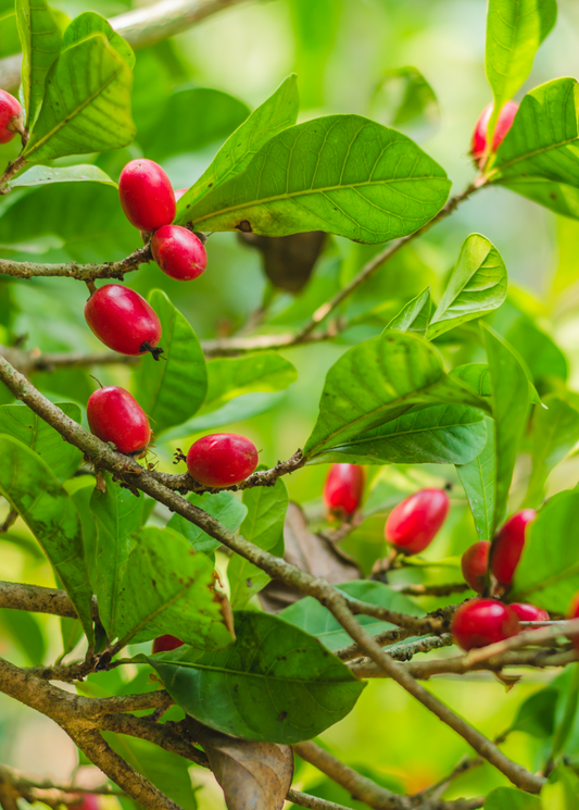 Miracle Fruit Tree (Synsepalum dulcificum)