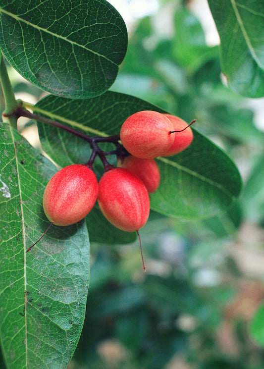 Miracle Fruit Tree (Synsepalum dulcificum)