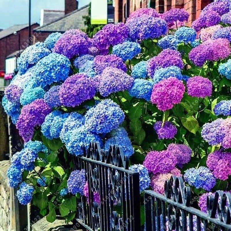 Mixed Hydrangea Seeds - Giant Beautiful Shrub and Hardy Perennial Flowers - Tampa Home & Garden Store