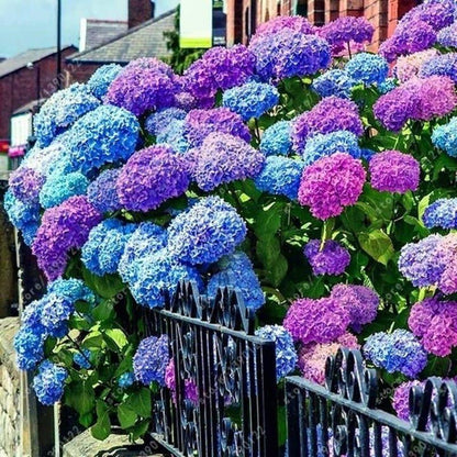 Mixed Hydrangea Seeds - Giant Beautiful Shrub and Hardy Perennial Flowers - Tampa Home & Garden Store