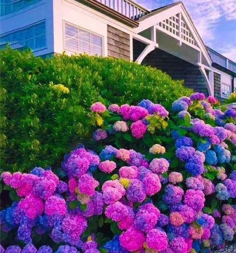 Mixed Hydrangea Seeds - Giant Beautiful Shrub and Hardy Perennial Flowers - Tampa Home & Garden Store