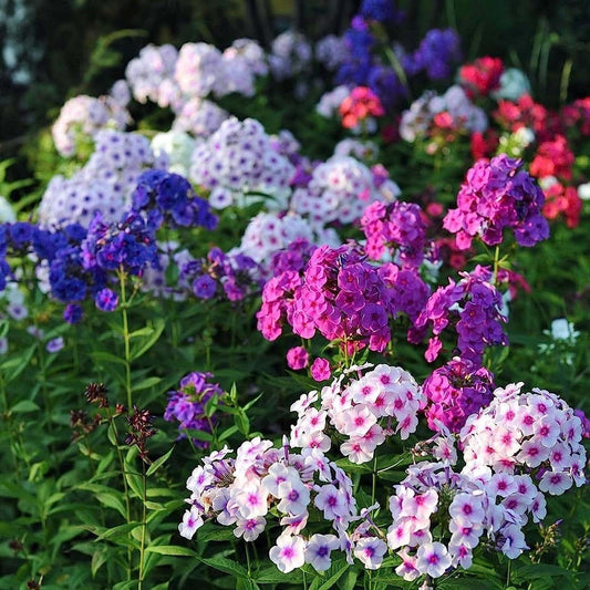 Mixed Phlox Flower Seeds - Dwarf Popstars Phlox Perennial Ground Cover - Creeping Popstars Phlox - Tampa Home & Garden Store
