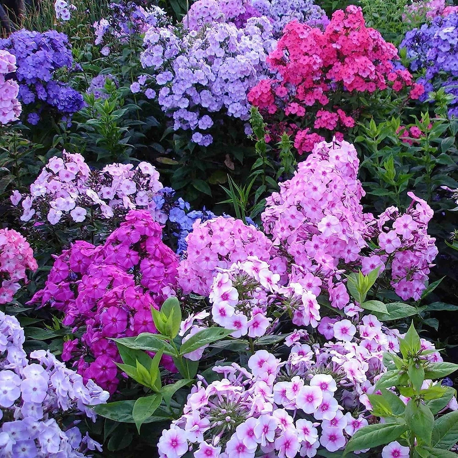 Mixed Phlox Flower Seeds - Dwarf Popstars Phlox Perennial Ground Cover - Creeping Popstars Phlox - Tampa Home & Garden Store
