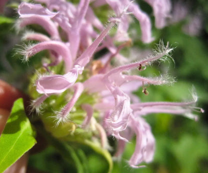 Monarda beebalm bloom close-up, pink tubular petals with fuzzy hairs and green leaves on Tampa Home & Garden Store