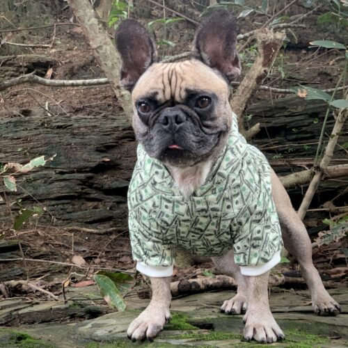 Money Print Dog Hoodie - Tampa Home & Garden Store