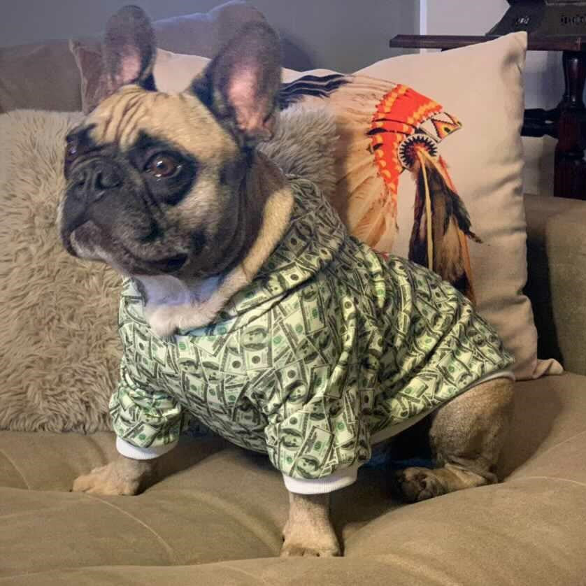 Money Print Dog Hoodie - Tampa Home & Garden Store