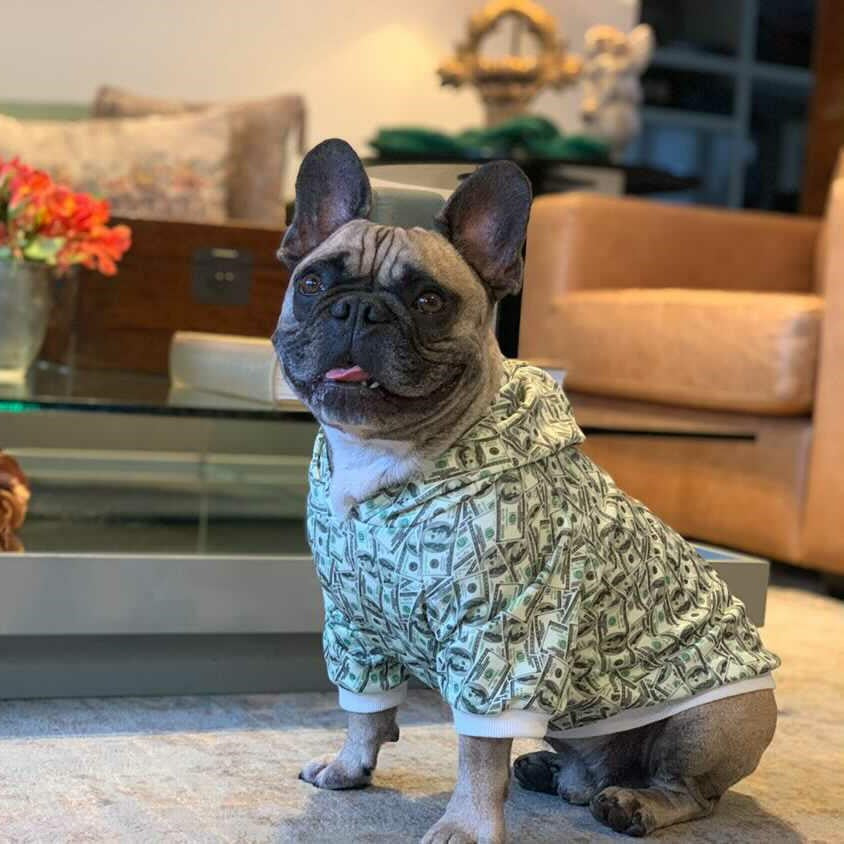 Money Print Dog Hoodie - Tampa Home & Garden Store