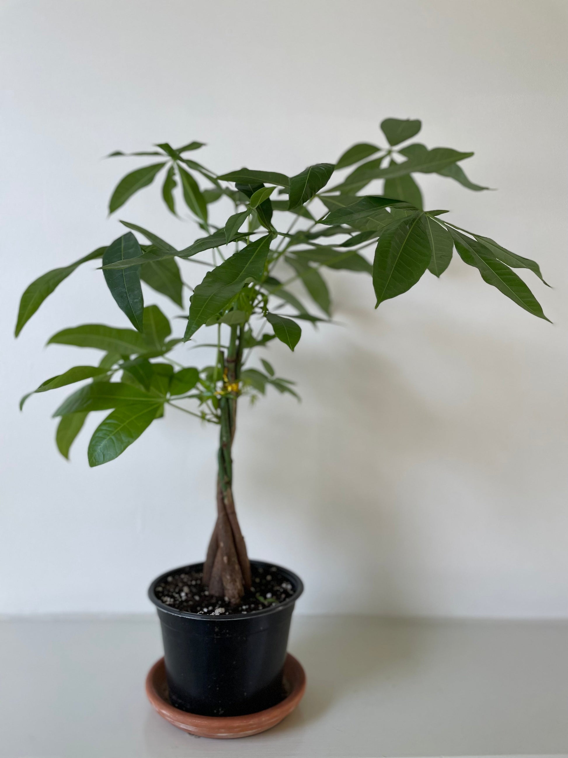 Money Tree 'Guiana Chestnut' Pachira Braid - Tampa Home & Garden Store