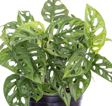 Monstera Adansonii - Tampa Home & Garden Store