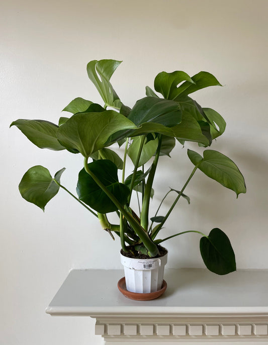 'Monstera Deliciosa' - Tampa Home & Garden Store