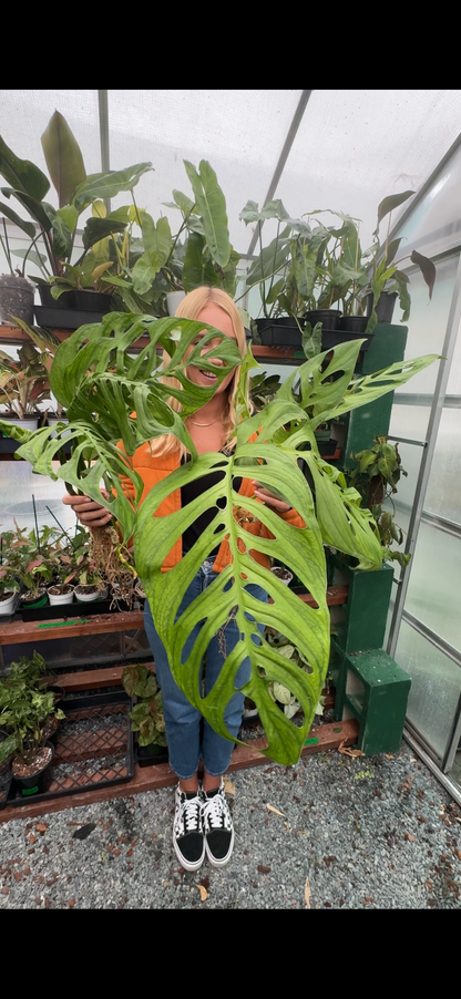 Monstera Esqueleto - Tampa Home & Garden Store