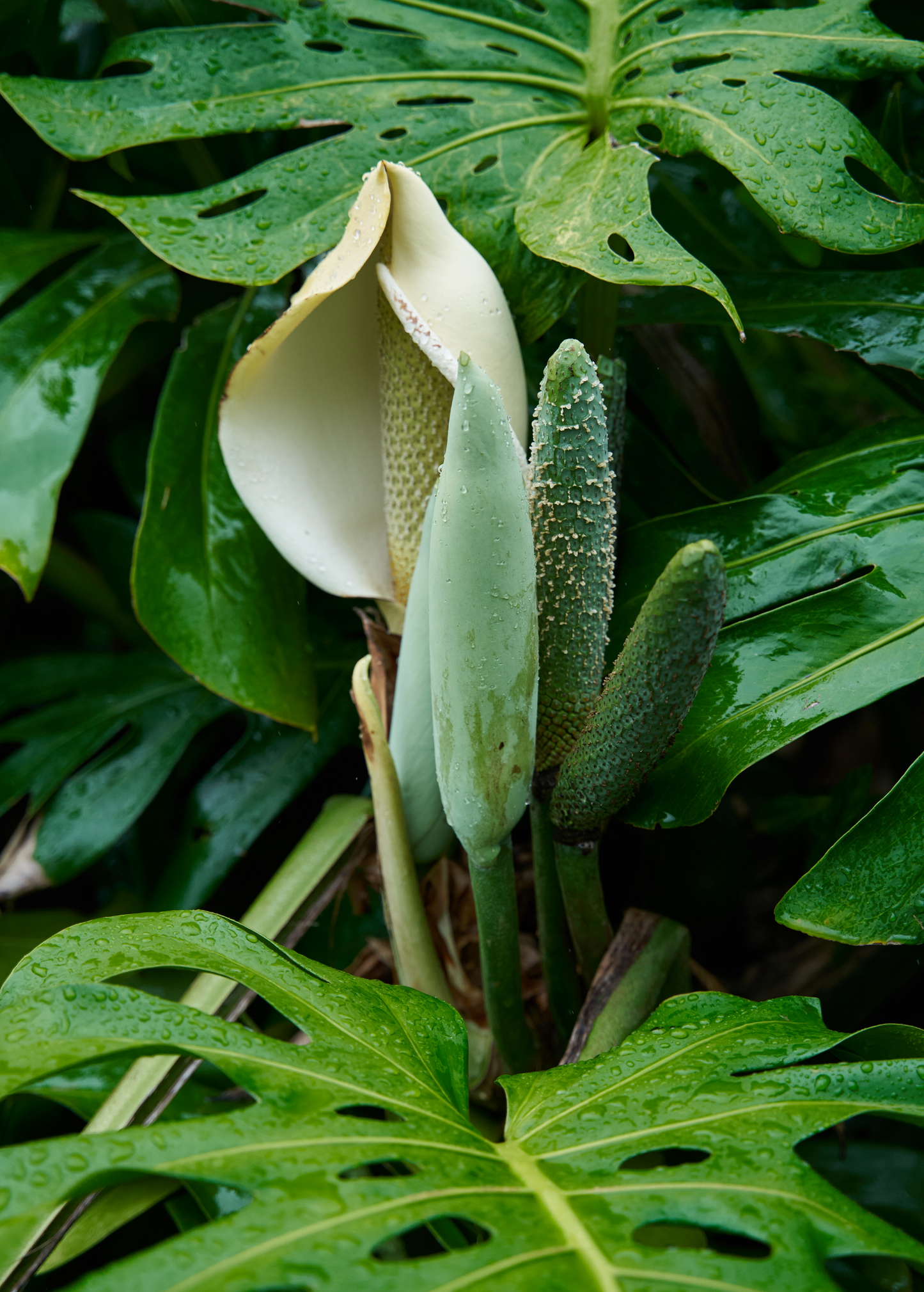 Monstera, Swiss Cheese Plant (Monstera deliciosa) - Tampa Home & Garden Store