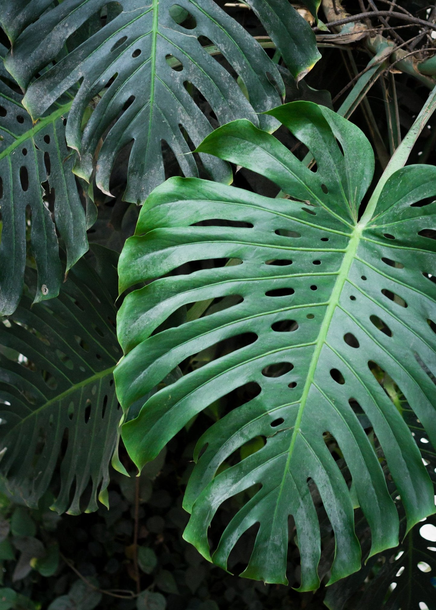 Monstera, Swiss Cheese Plant (Monstera deliciosa) - Tampa Home & Garden Store